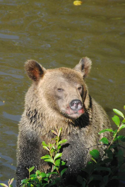 Красивий Грізлі Або Коричневий Ведмідь Сидить Річці Золотим Сонцем Всьому — стокове фото