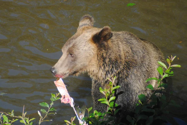 Цей Ведмідь Ловив Лосося Зумів Зловити Великий Рожевий Лосось Поруч — стокове фото