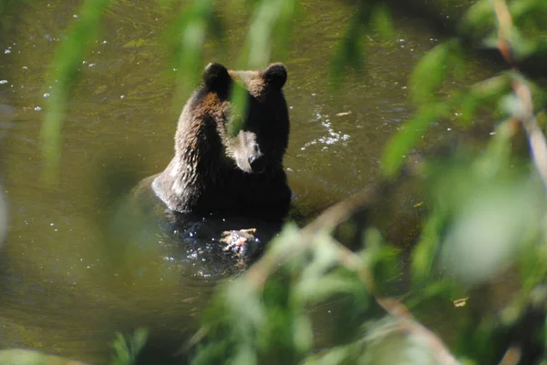 小灰熊坐在河里寻找鲑鱼 — 图库照片