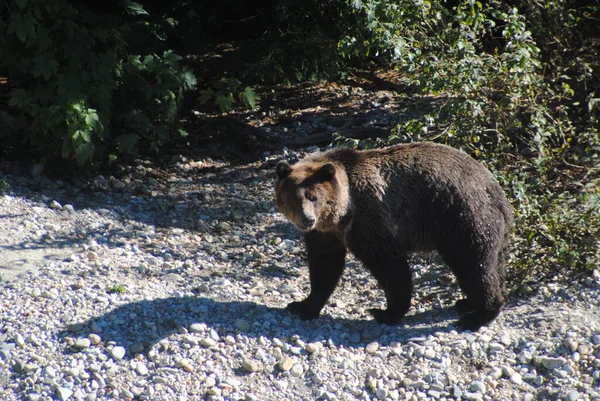 Nagy Gyönyörű Medve Lazacot Keres — Stock Fotó