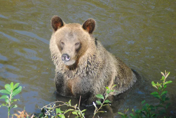 Este Urso Estava Pescando Salmão Conseguiu Pegar Grande Salmão Rosa — Fotografia de Stock
