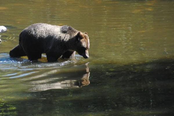 Schöner Ruhiger Grizzlybär Geht Ins Wasser — Stockfoto