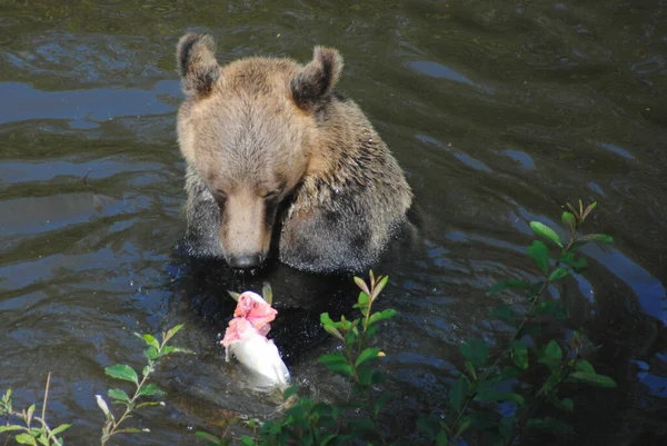 Медведь Ловил Лосося Поймал Большой Розовый Лосось Рядом Моей Группой — стоковое фото