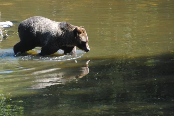 漂亮而镇定的灰熊走进水中 — 图库照片