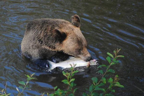 この熊は鮭を釣っていて 私のグループの隣でピンクサーモンを釣って目の前で食べることができました — ストック写真