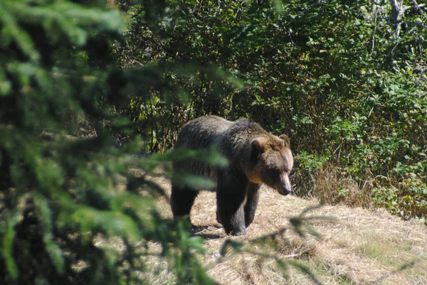 美しい大きなグリズリー太陽と森の中を歩くクマ — ストック写真