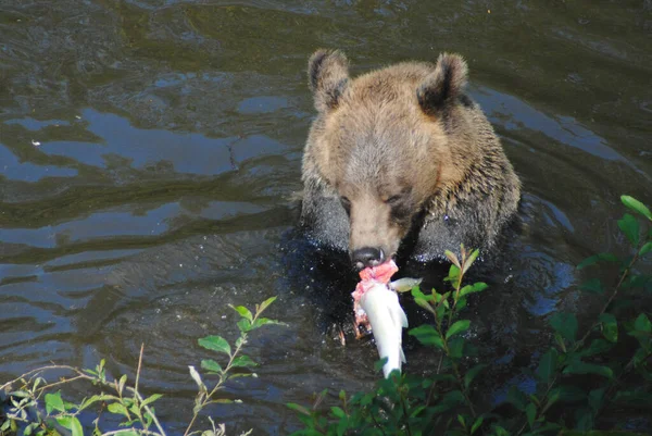Medve Lazacot Halászott Sikerült Kifognia Egy Szép Nagy Rózsaszín Lazacot — Stock Fotó