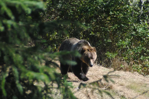 Beautiful Big Grizzly Bear Walking Sunshine Forest — Stock Photo, Image