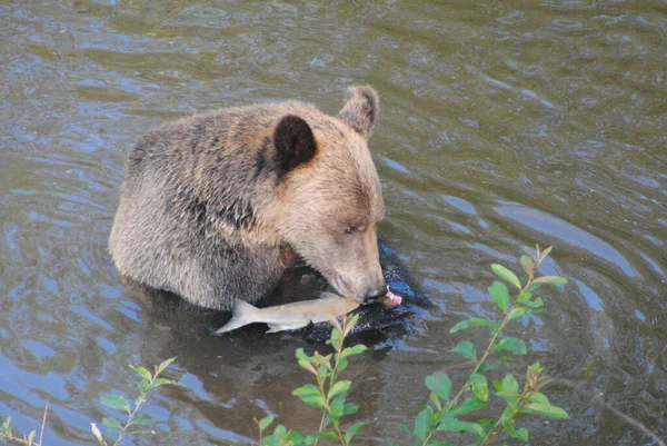 この熊は鮭を釣っていて 私のグループの隣でピンクサーモンを釣って目の前で食べることができました — ストック写真