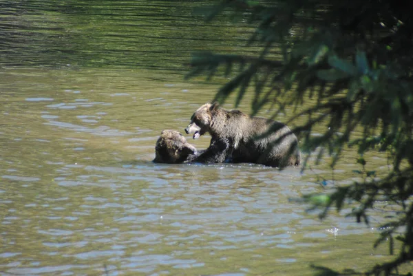 Δύο Αρκούδες Γκρίζλι Διαπραγματεύονται Για Θέση Τους Στο Ποτάμι — Φωτογραφία Αρχείου
