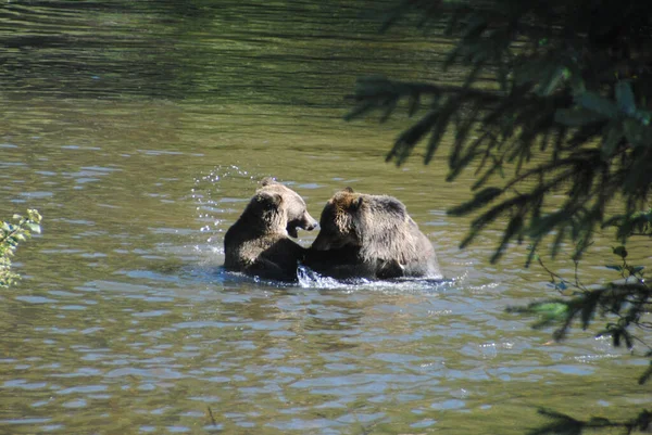 Два Медведя Гризли Ведут Переговоры Своем Месте Реке — стоковое фото