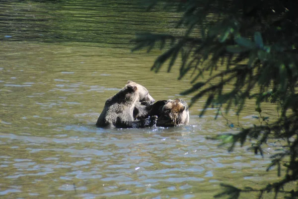 Два Медведя Гризли Ведут Переговоры Своем Месте Реке — стоковое фото