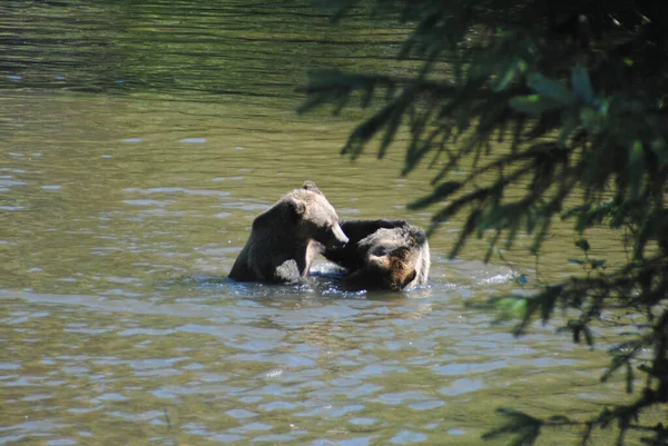 Twee Grizzlyberen Onderhandelen Hun Plaats Rivier — Stockfoto