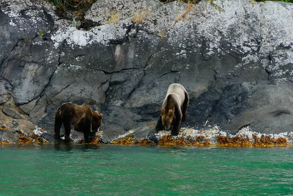 Two Grizzly Bears Climb Rugged Coastline British Columbia Canada Looking — Stock Photo, Image