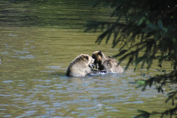 两只灰熊在河里为自己的位置进行谈判 — 图库照片