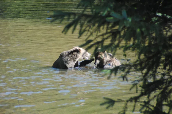 两只灰熊在河里为自己的位置进行谈判 — 图库照片