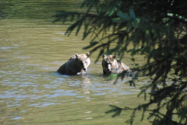 Två Grizzlybjörnar Förhandlar Sin Plats Floden — Stockfoto