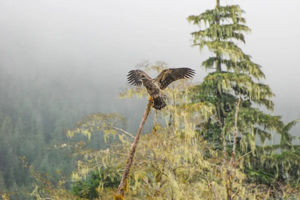 Ένας Φαλακρός Αετός Κάθεται Υπομονετικά Στο Τροπικό Δάσος — Φωτογραφία Αρχείου