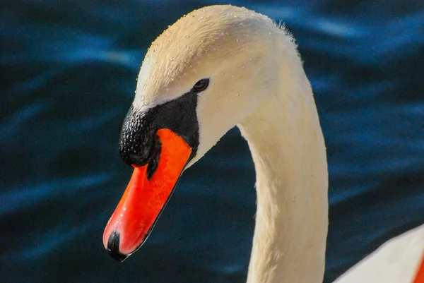 Una Foto Cerca Hermoso Cisne Mudo Una Bahía Tranquila —  Fotos de Stock