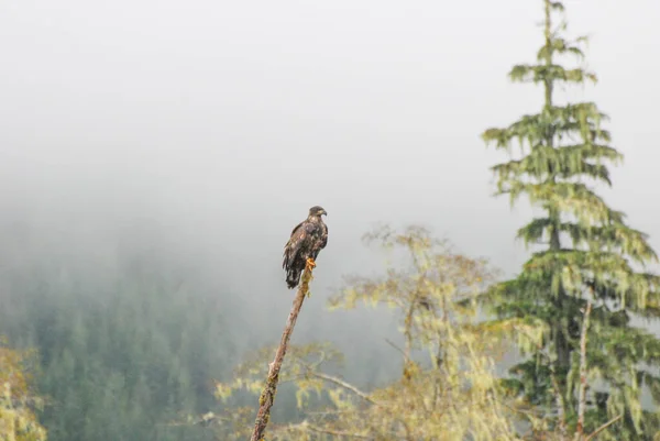 Uma Águia Calva Jovem Senta Pacientemente Floresta Tropical — Fotografia de Stock