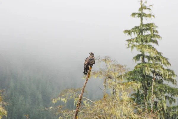 Młodzieńczy Łysy Orzeł Cierpliwie Siedzi Lesie Deszczowym — Zdjęcie stockowe
