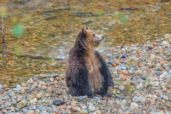 Small Grizzly Bear Looks Distance Cobblestone Riverbank — Stock Photo, Image