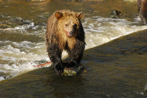 Esperemos Que Este Urso Mantenha Pés Secos — Fotografia de Stock