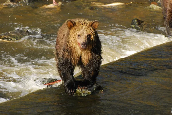 Hopefully Bear Keeps Its Feet Dry — Stock Photo, Image