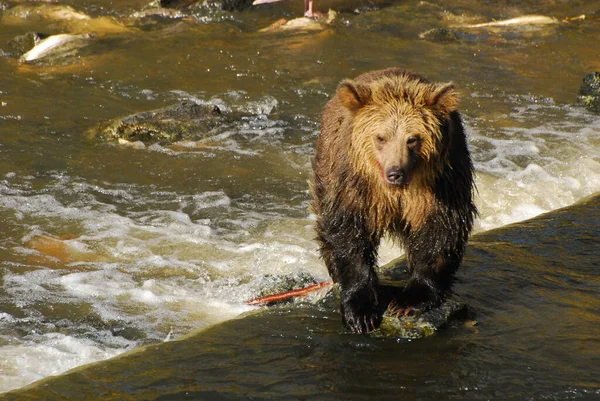 うまくいけばこの熊は足を乾かして — ストック写真