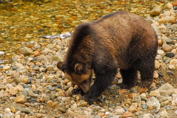 Egy Grizzly Medve Ássa Macskaköveket Lazactojást Keresve — Stock Fotó