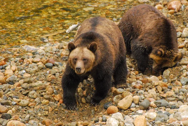 Grizzly Bear Mother Her Cub Dig River Cobbles Looking Salmon — Stock Photo, Image