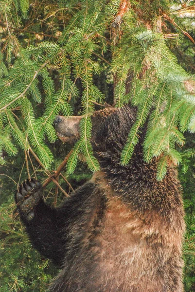 Zbliżenie Strzał Niedźwiedź Grizzly Tarcie Drzewie — Zdjęcie stockowe
