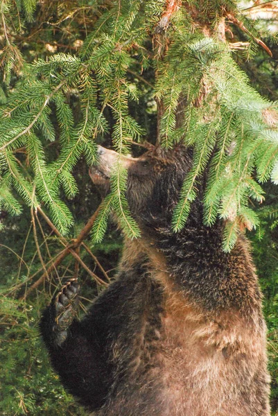 Närbild Bild Grizzlybjörn Gnida Ett Träd — Stockfoto