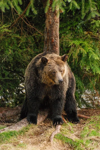 Duży Piękny Niedźwiedź Grizzly Odpoczywa — Zdjęcie stockowe