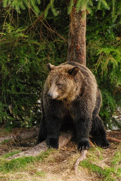 Duży Piękny Niedźwiedź Grizzly Odpoczywa — Zdjęcie stockowe