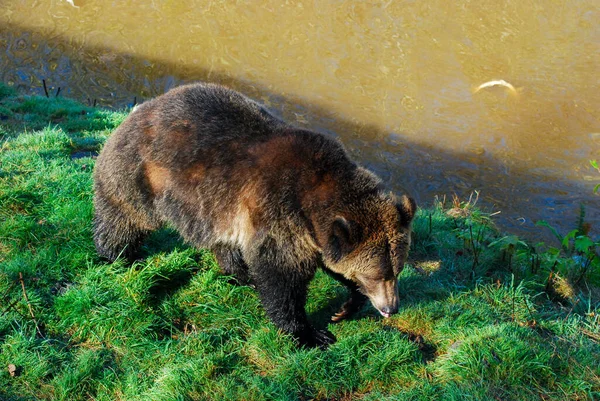 Brown Bear Walks Grassy Path — Stock Photo, Image