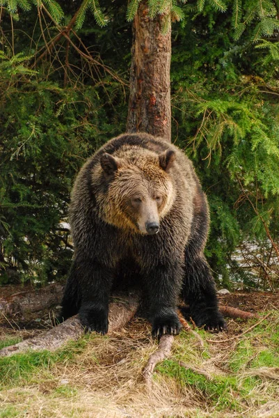 Большой Красивый Медведь Гризли Отдыхает — стоковое фото