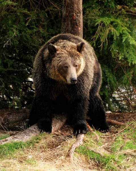 Big Beautiful Grizzly Bear Taking Rest — Stock Photo, Image