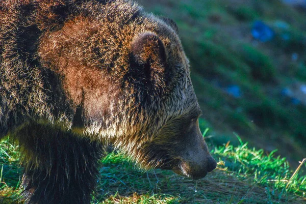 Closeup Grizzly Bear Looking Something — Stock Photo, Image
