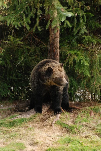 Grande Bello Orso Grizzly Prendendo Resto — Foto Stock
