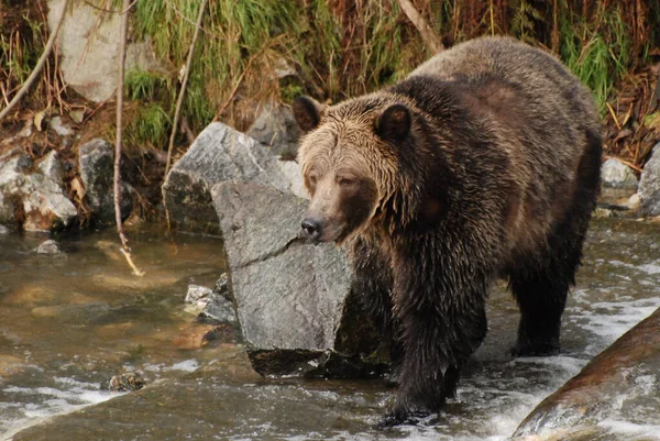 Duży Pewny Siebie Piękny Niedźwiedź Grizzly — Zdjęcie stockowe