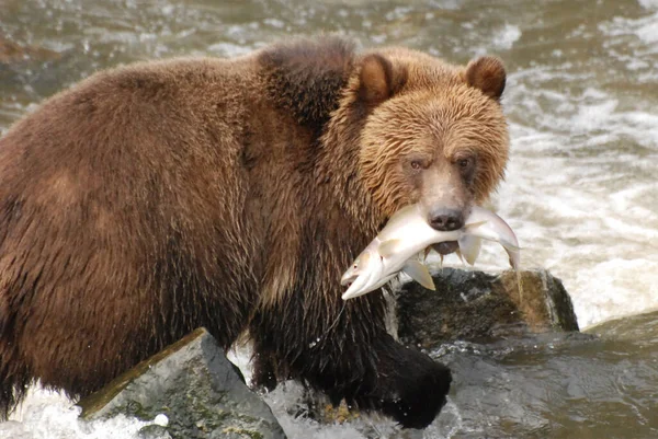 Ten Niedźwiedź Właśnie Złapał Dużego Różowego Łososia — Zdjęcie stockowe