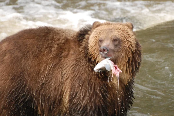 Grizzly Bear Lifts Head Salmon Its Mouth — Stock Photo, Image