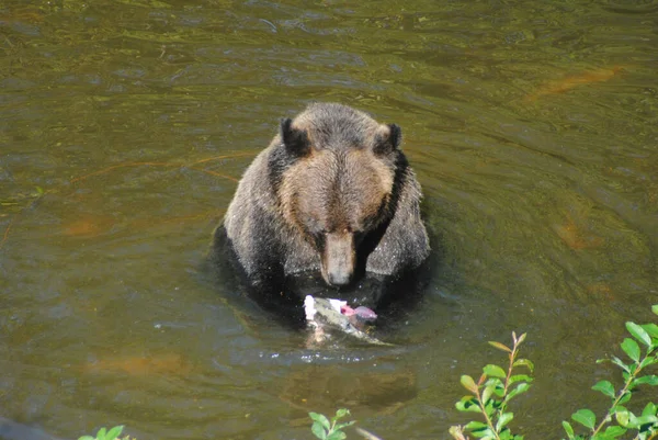 Grizzly Bear Feeding Salmon While Sitting River — Stock Photo, Image