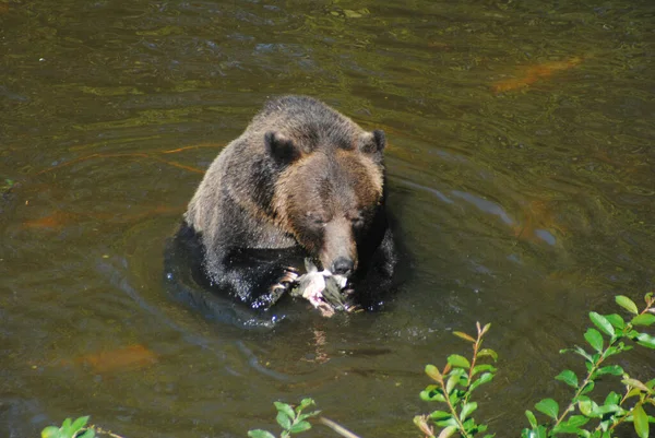 Egy Grizzly Medve Lazacot Eszik Miközben Folyóban — Stock Fotó