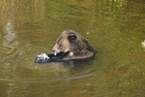 Ein Grizzlybär Der Sich Fluss Von Lachsen Ernährt — Stockfoto