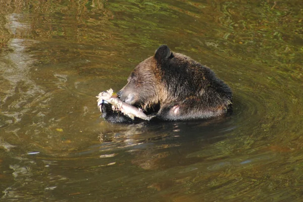 Μια Αρκούδα Που Τρέφεται Σολομό Ενώ Κάθεται Στο Ποτάμι — Φωτογραφία Αρχείου