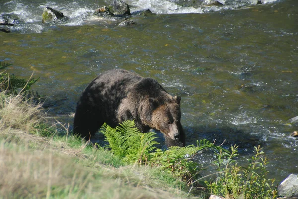 一只漂亮的大灰熊在寻找粉色鲑鱼来捕捉 — 图库照片