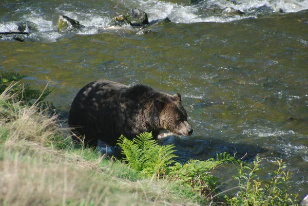 一只漂亮的大灰熊在寻找粉色鲑鱼来捕捉 — 图库照片