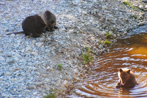 Grizzly Bären Zentrum Von Suchen Flussufer Nach Lachsen — Stockfoto